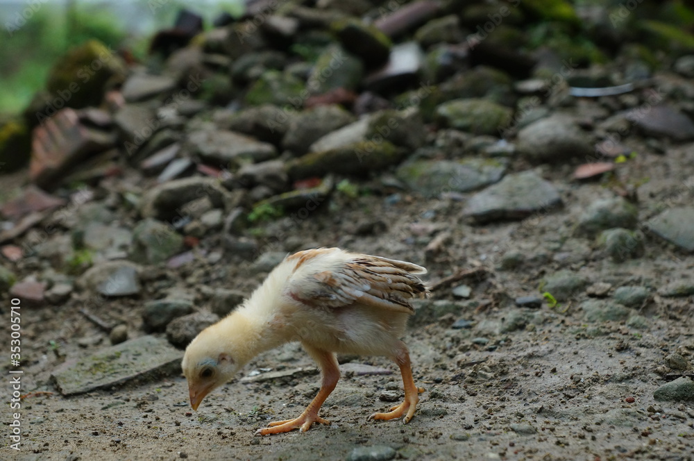 Obraz premium chicks and hens in the garden backyard