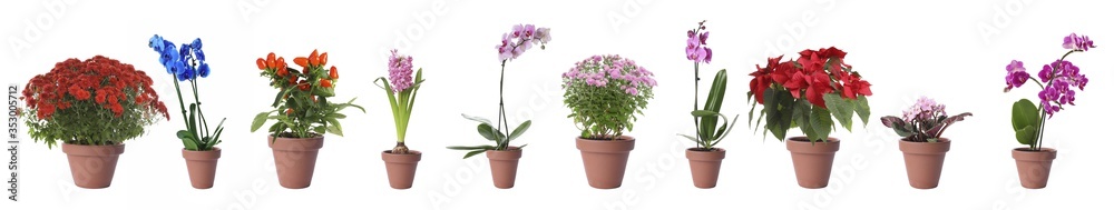 Set of different blooming plants in flower pots on white background. Banner design