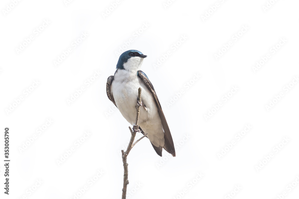 Fototapeta premium Tree swallow bird