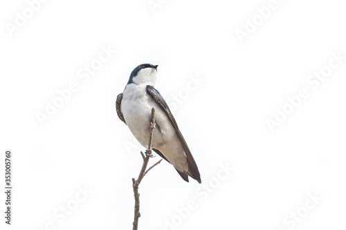 Tree swallow bird photo