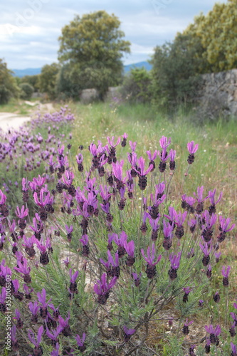 Spanish landscape with cantueso - spanish lavender, Lavandula pedunculata, Lavandula stoechas