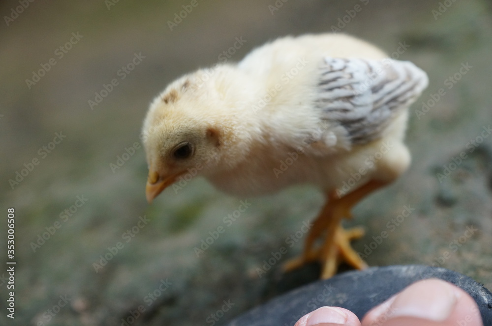 Obraz premium chicks and hens in the garden backyard