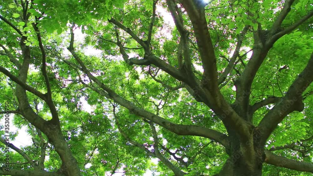 Spring branch with green leaves swaying in the wind Spring branch with green leaves swaying in the wind