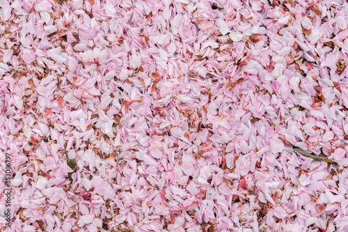 cherry flower background