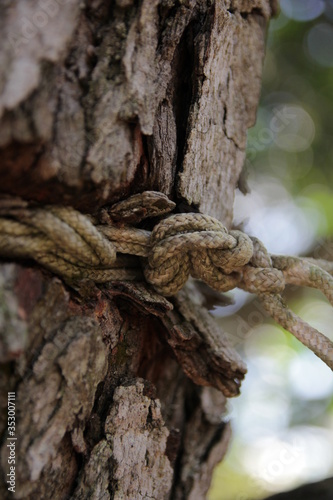 rope kills tree