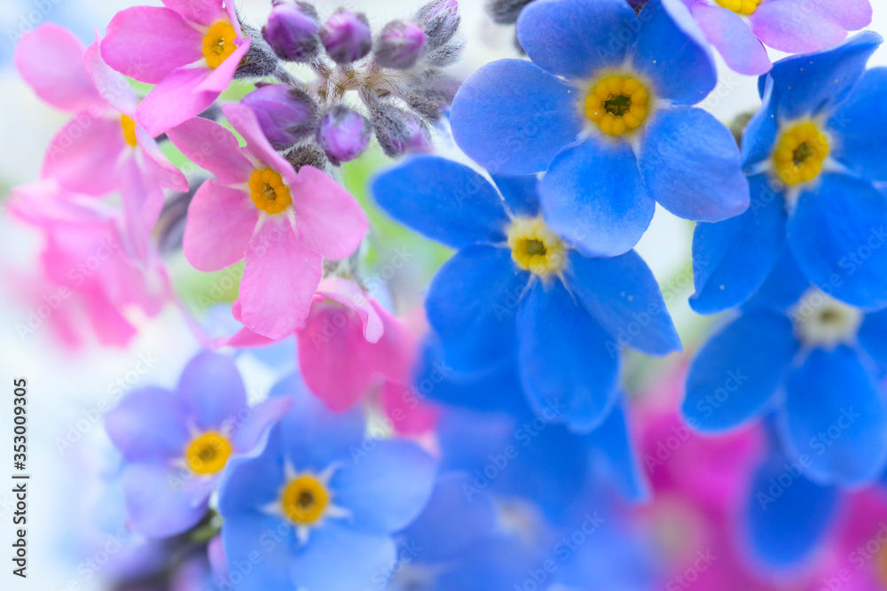 Fototapeta Close-up of blue and pink forget-me-not flowers. Spring theme.
