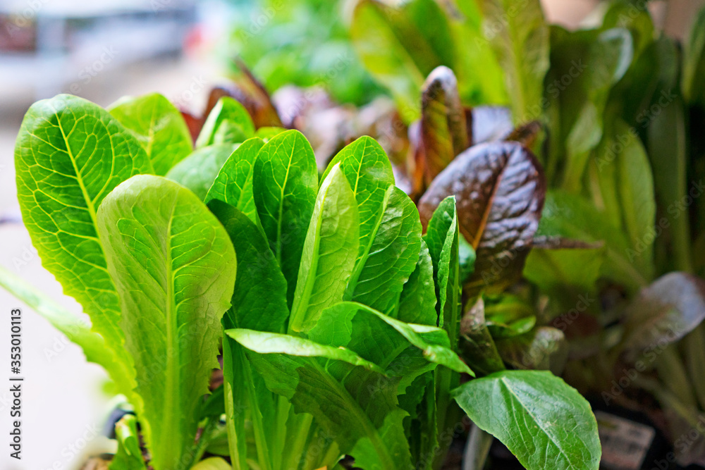Obraz premium Young romain lettuce ready to be transplanted