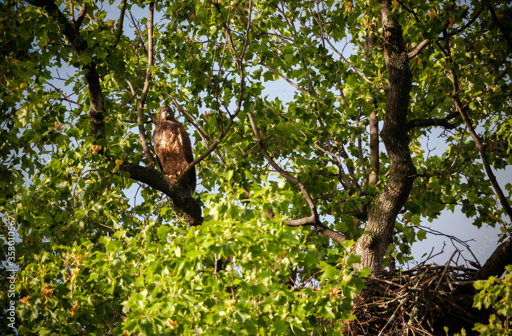 An eagle and its nest