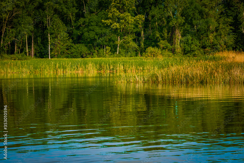 Reflection of trees in the water of Potomac River Reflection of trees in the water of Potomac River