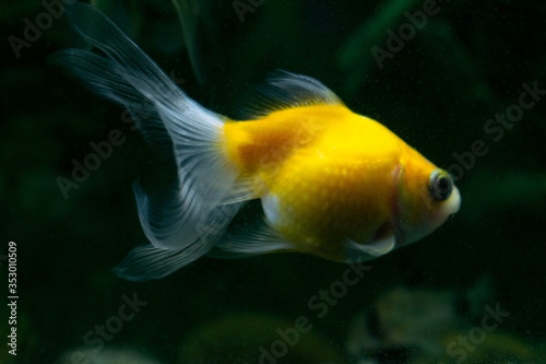 pez goldfish perla