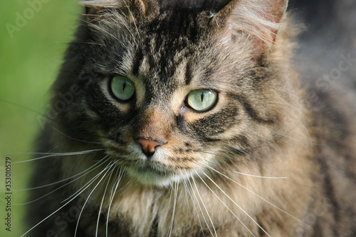 portrait of a cat, Murphy