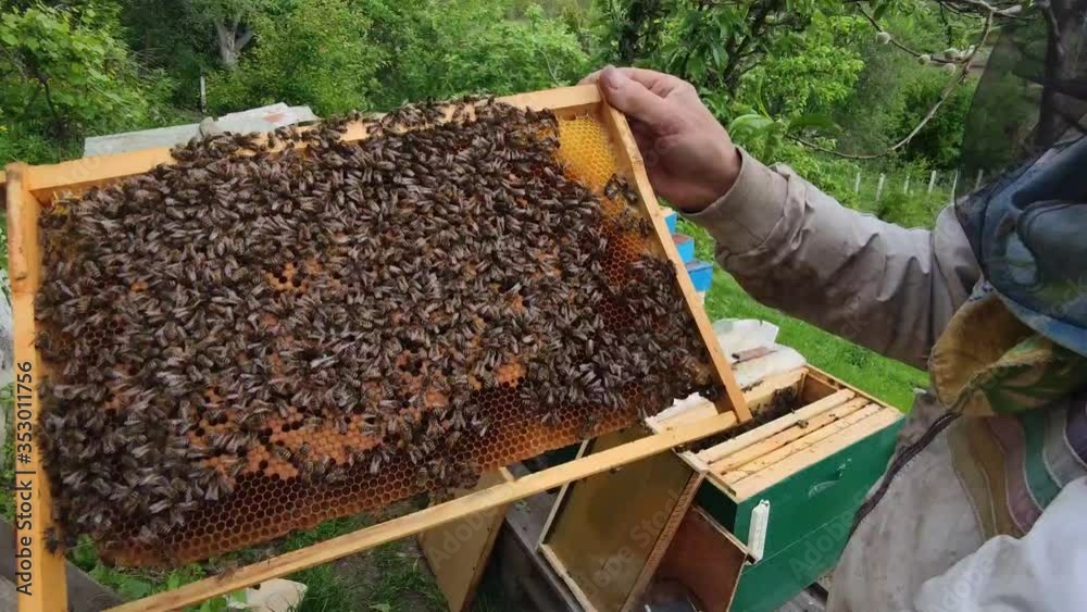 Beekeeper checking the honeycomb covered with bees for honey near hive,honeybee life,ecological hobby,honey producing,man holding bee colony in hands,beekeeper working and inspects apiary outdoors Beekeeper checking the honeycomb covered with bees for honey near hive,honeybee life,ecological hobby,honey producing,man holding bee colony in hands,beekeeper working and inspects apiary outdoors