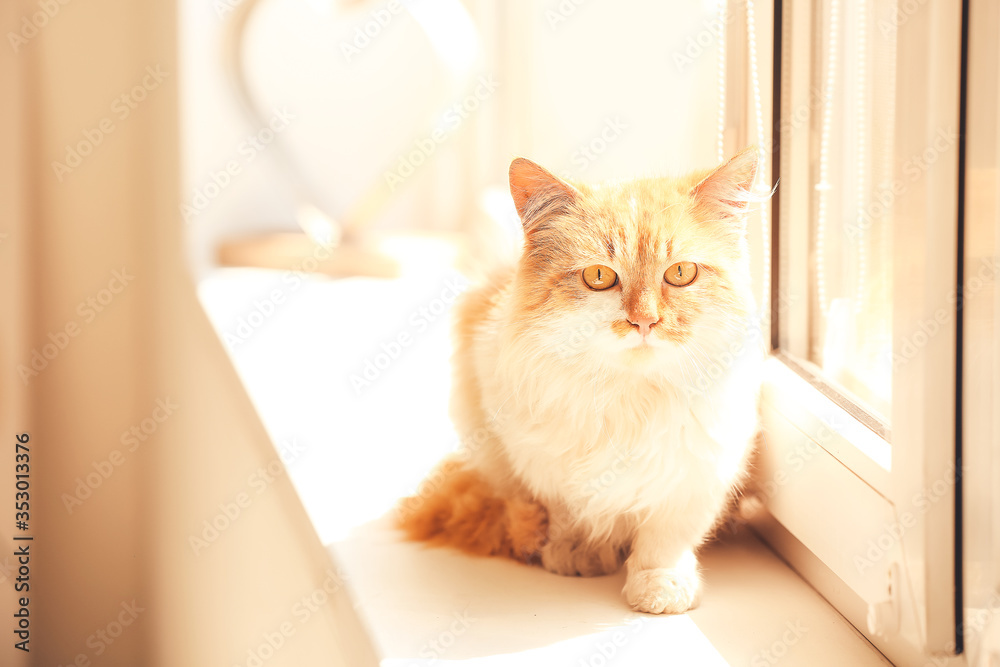 Cute funny cat on window sill at home