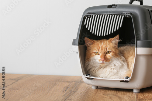 Fotografija Cute funny cat in carrier at home