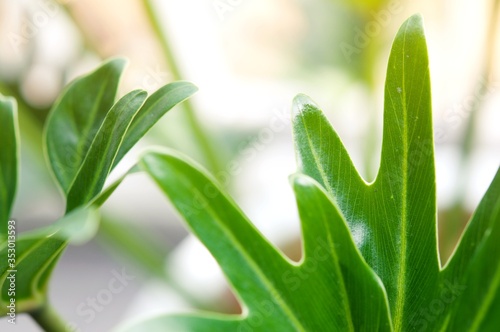 Plant's leaves , Texture of green leaves, leaf in flowerpot at the terrace , Garden in the building and Green wall. Green abstract background.