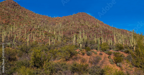 Saguaro Cactus (Carnegiea gigantea) Forest and The Tuscon Mountains,Tuscon Mountain Park, Tuscon, Arizona, USA