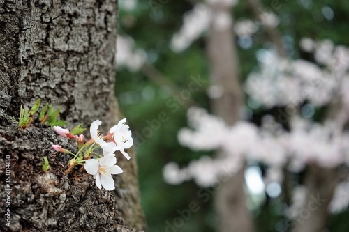 Spring