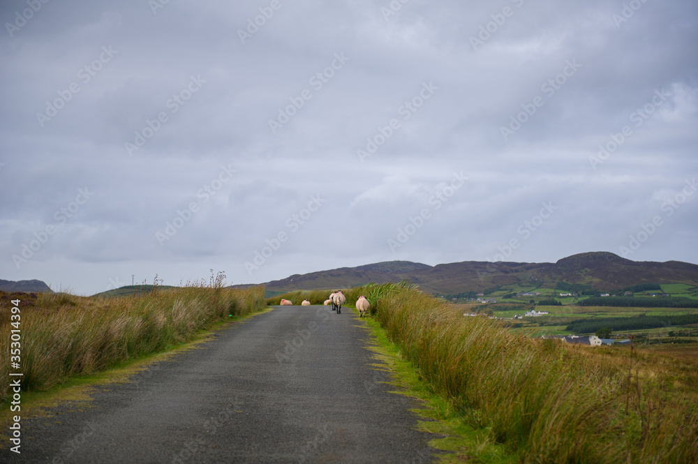 Northern Ireland landscape with sheep on the road