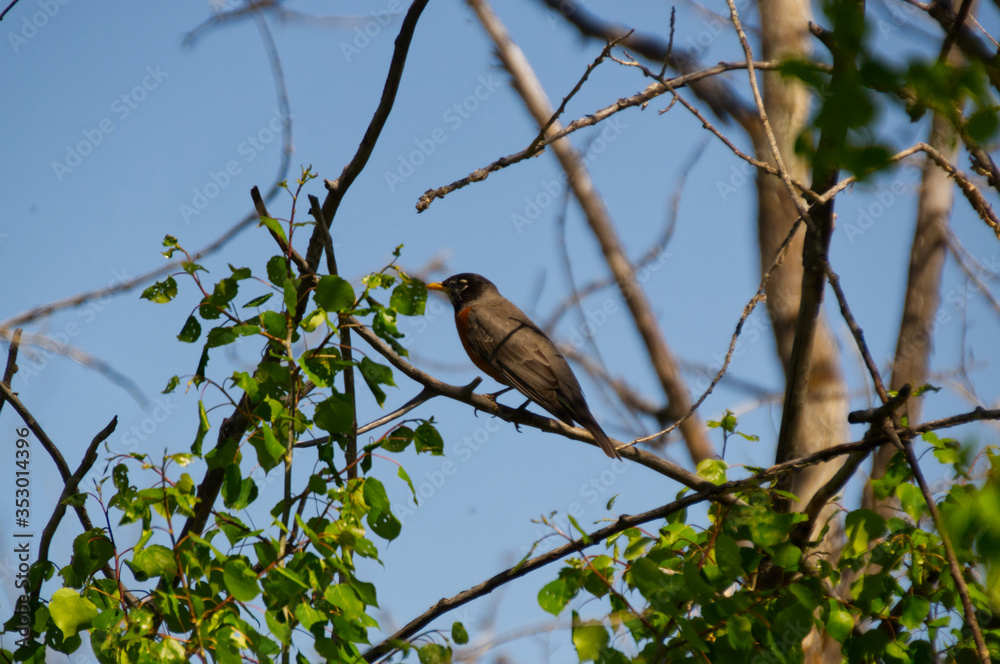 Robin on a Branch Robin on a Branch