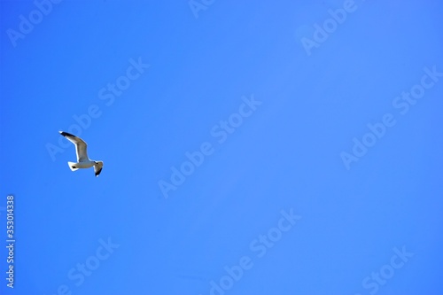 Flying