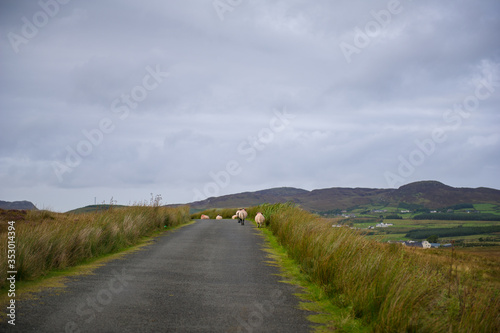 Northern Ireland landscape with sheep on the road