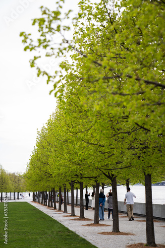 trees in the park