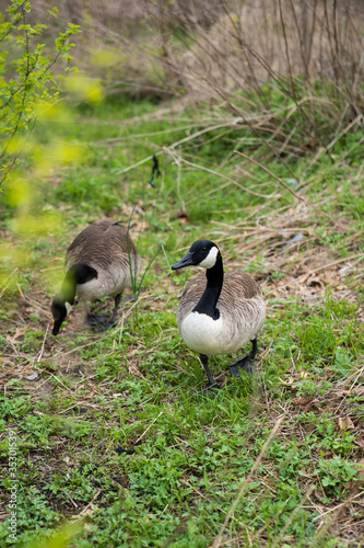 canada goose on the grass