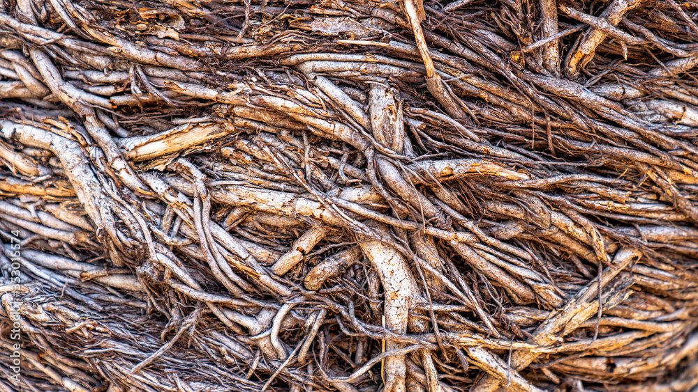 The spreading root system of the old tree on the ground. The variety of shapes in wild nature. Perfect background for the various kinds of collages, illustrations and digital media. The spreading root system of the old tree on the ground. The variety of shapes in wild nature. Perfect background for the various kinds of collages, illustrations and digital media.