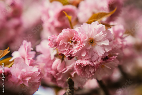 pink cherry tree
