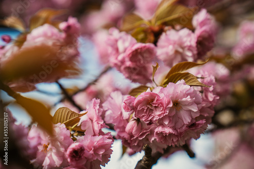 cherry tree blossom