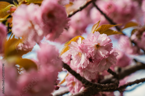 pink cherry blossom in spring