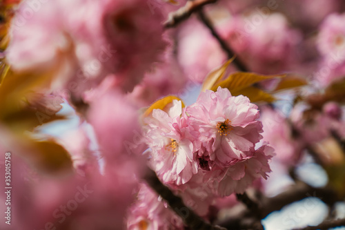 close up of pink flower
