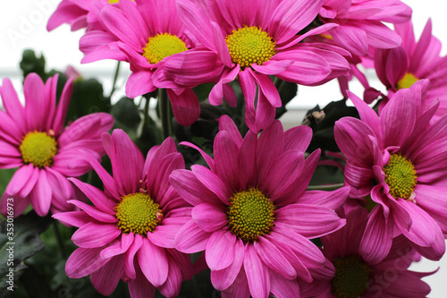 Bouquet of pink chrysanthemum