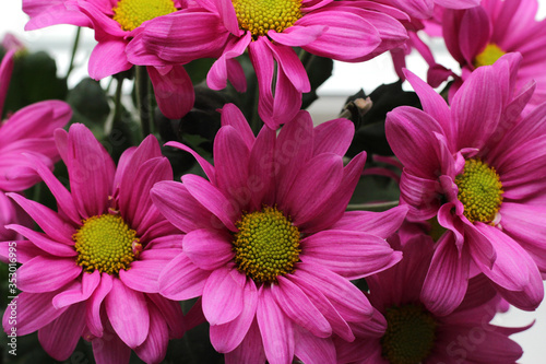 Bouquet of pink chrysanthemum