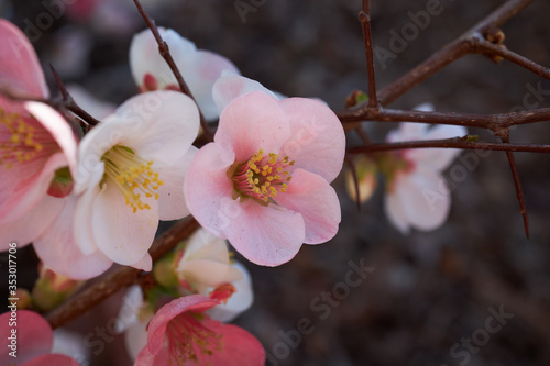 Flowering quince, closeup