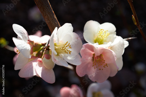 Flowering quince, closeup
