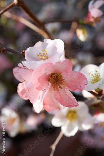 Flowering quince, closeup