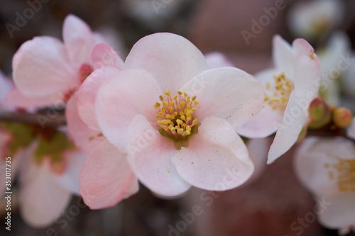 Flowering quince, closeup