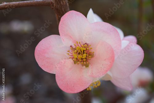Flowering quince, closeup