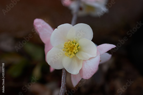 Flowering quince, closeup