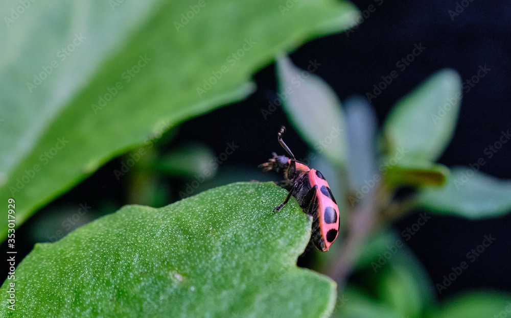 Ladybug Ladybug