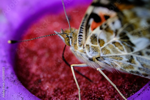 Painted lady butterfly