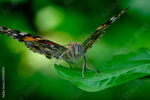 Painted lady butterfly