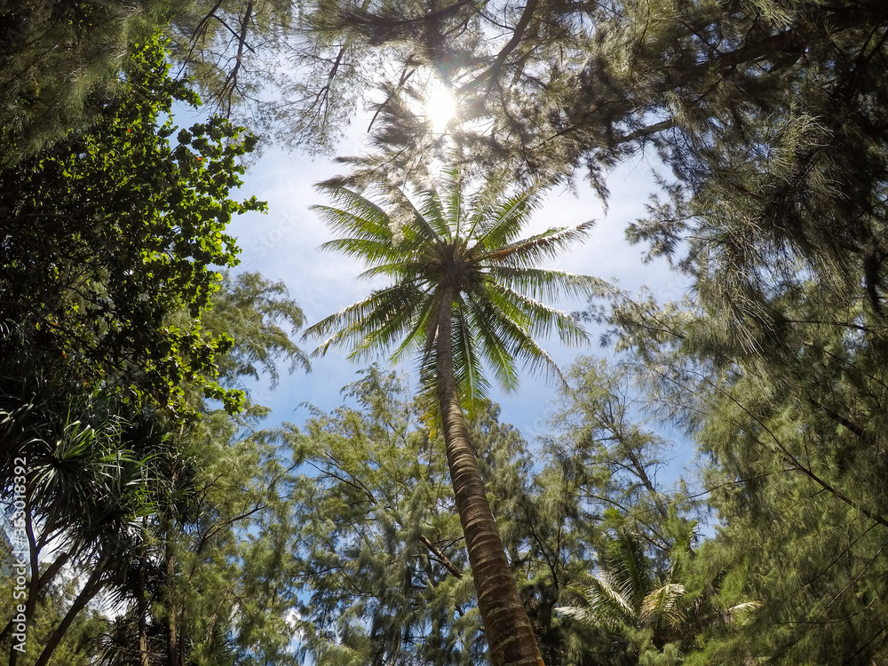 Fototapeta premium palm trees against blue sky