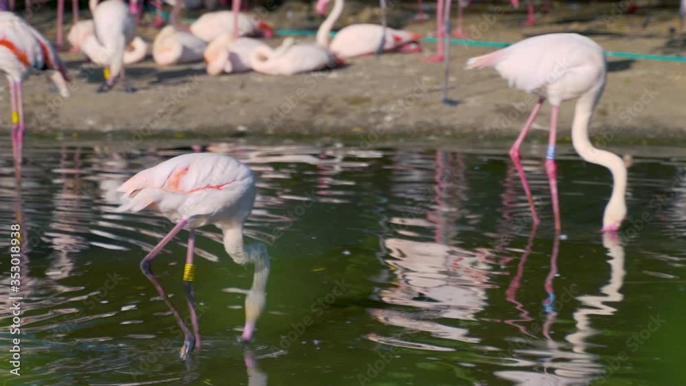 A Greater flamingo running in a pond ducking his head into the water in search of food. A flamboyance of flamingoes standing and chilling on a muddy shore in the background. Following 4k shot. A Greater flamingo running in a pond ducking his head into the water in search of food. A flamboyance of flamingoes standing and chilling on a muddy shore in the background. Following 4k shot.