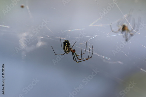 a spider on a web photo