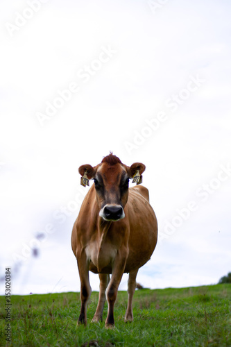 A dairy cow on an organic farm.