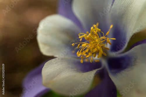 Columbine Flower