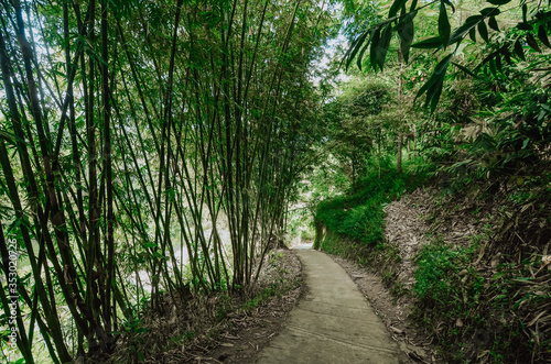 derivatives with bamboo trees forming like caves 