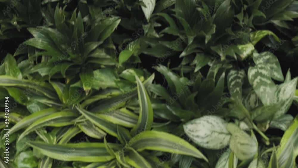 Beautiful descending tracking shot of a vertical green wall Beautiful descending tracking shot of a vertical green wall